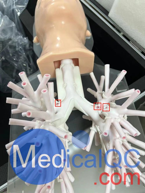 WEK-B05內(nèi)窺鏡支氣管模體，WEK-B05支氣管模型