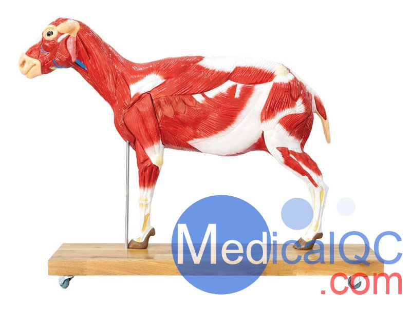 VET3310綿羊模型,VET3310綿羊模體，VET3310獸醫(yī)用模體