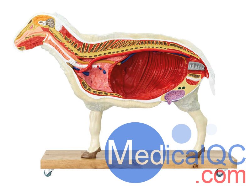 VET3310綿羊模型,VET3310綿羊模體，VET3310獸醫(yī)用模體