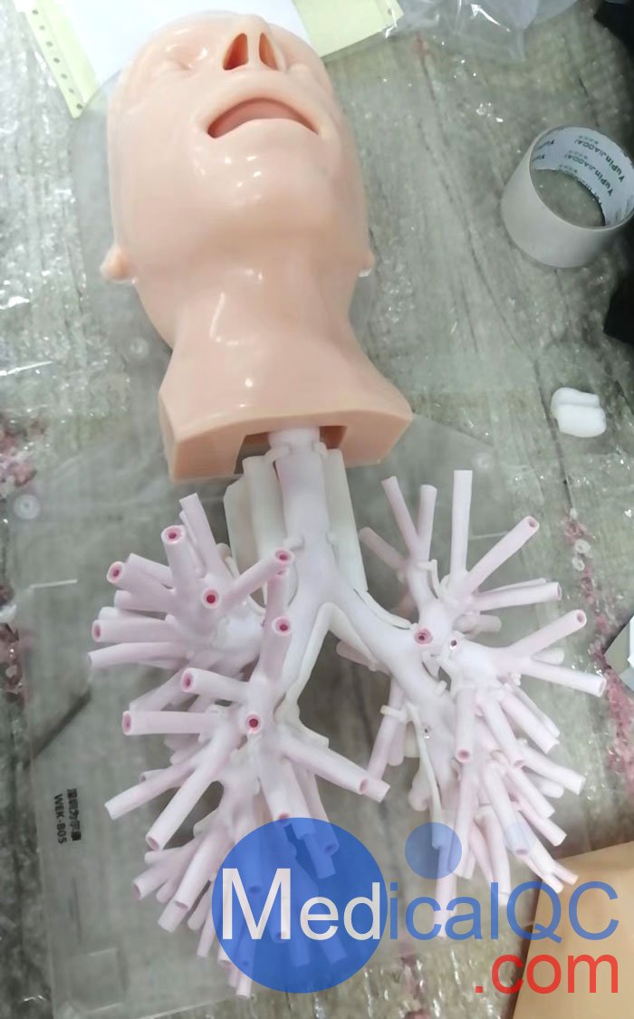 WEK-B05內(nèi)窺鏡支氣管模體，WEK-B05支氣管模型