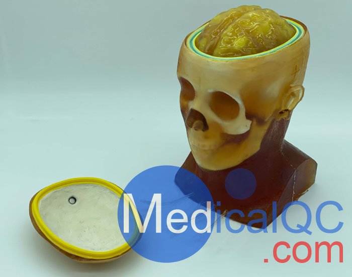 HD-C03成人頭模，HD-C03血管造影頭模，HD-C03頭部模體
