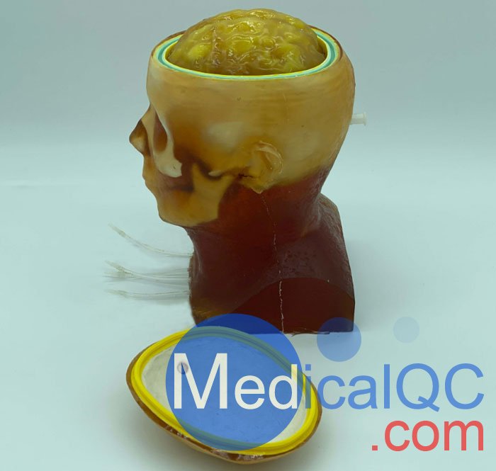 HD-C03成人頭模，HD-C03血管造影頭模，HD-C03頭部模體