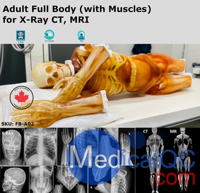 FB-A02成人全身模體,FB-A02全身CT模型，適用于X射線，CT,MRI