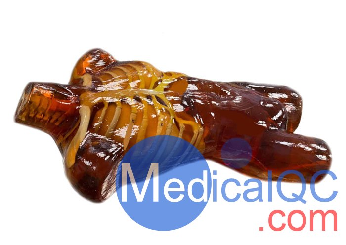 US-A02成人軀干模體，US-A02可用于超聲，CT,X射線成像