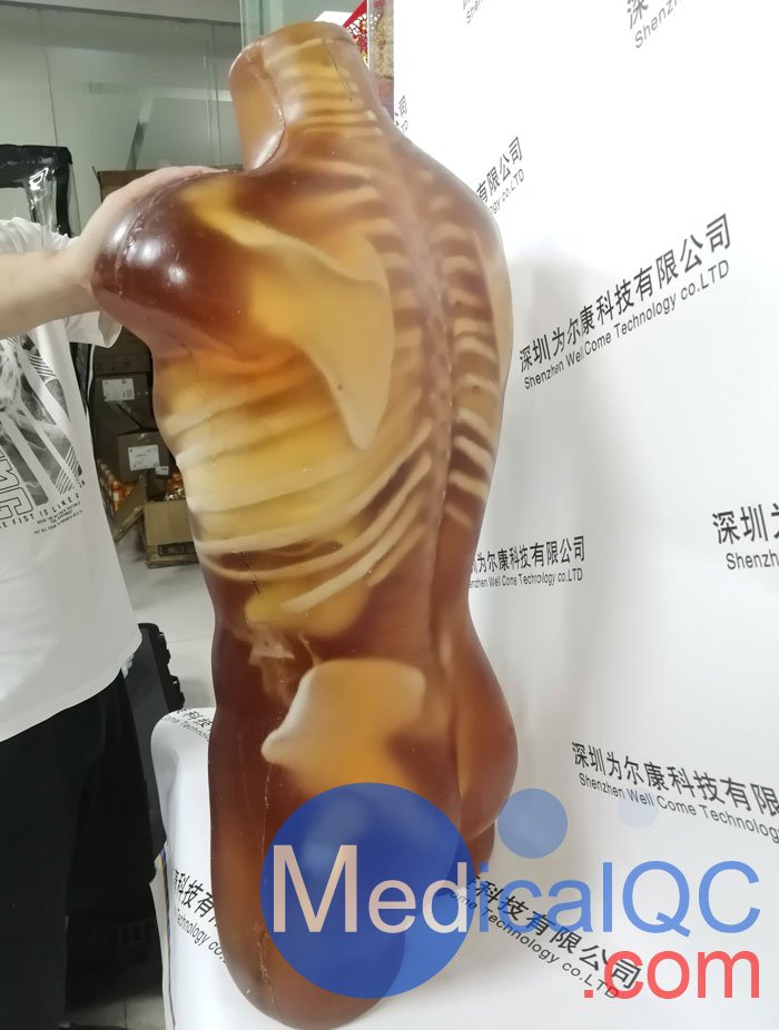 US-A02成人軀干模體，US-A02可用于超聲，CT,X射線成像